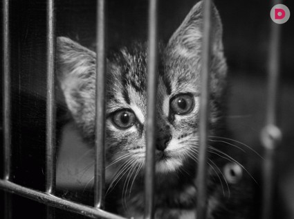 Животные вне закона 