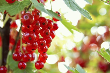 Чтобы смородина была сладкой: правильное удобрение