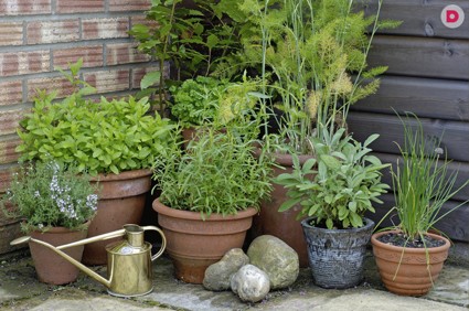 Садик пряных трав: ароматное украшение дачного участка