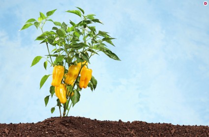 Лунный календарь растений на март 