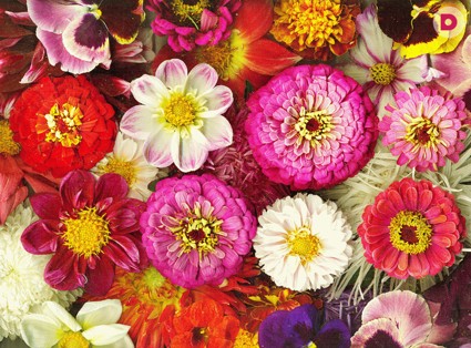 Лунный календарь растений на июль 