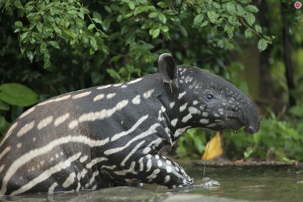 Самые необычные животные планеты