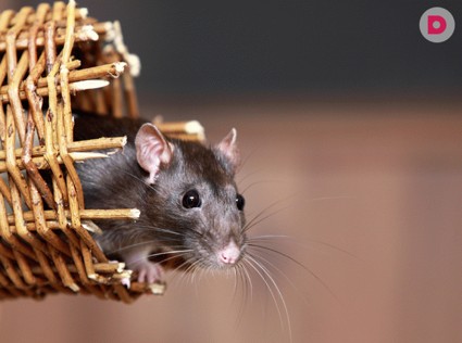 Как вывести грызунов на даче и дома
