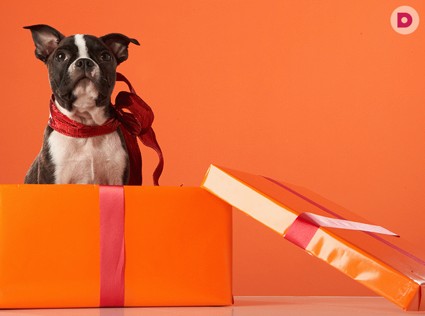 Животное в подарок