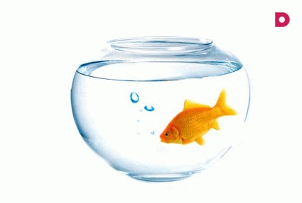 Молчаливые соседи. Аквариум в доме