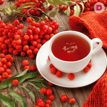 Лечебные свойства рябины