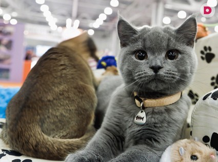 Международный фестиваль кошек «ЭКСПОКОТ» 