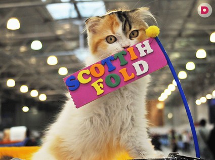Международная выставка кошек «Кэтсбург-2014»