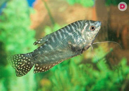 Аквариумные рыбки: уход за мраморными гурами