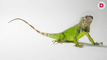 Домашний дракон