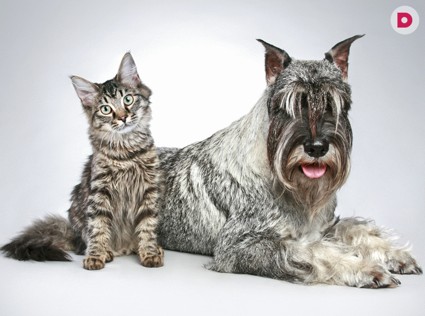 Кошки и собаки в ваших снах: чтобы это значило?