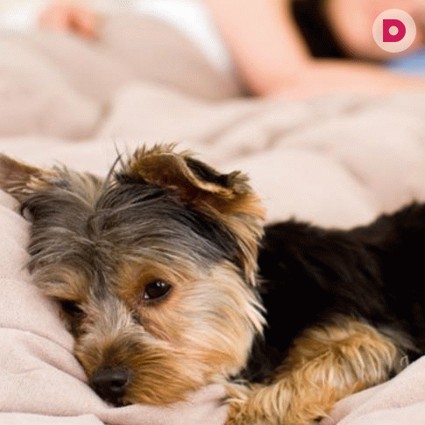 Трудности перевода: как узнать, что у собаки что-то болит