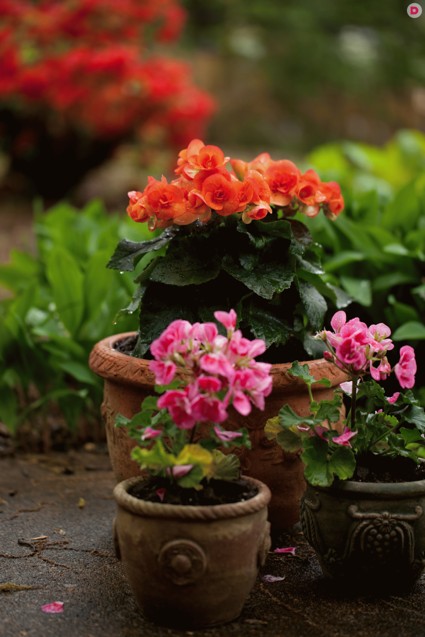 «Свиное ухо», «Ухо Наполеона» или Бегония