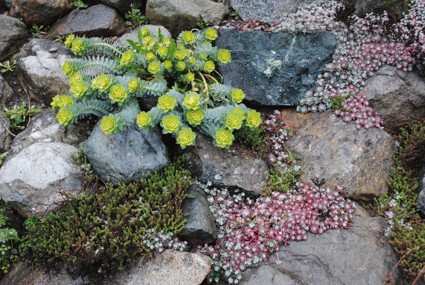 Как сделать альпийскую горку своими руками