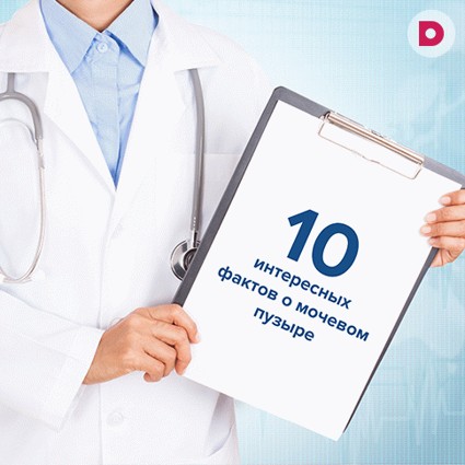 10 интересных фактов о мочевом пузыре