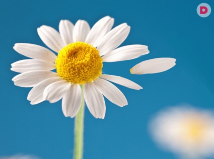 Любит - не любит. Как понять?