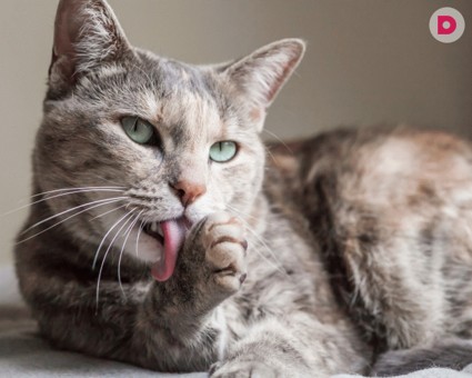 Чем кормить кастрированного кота