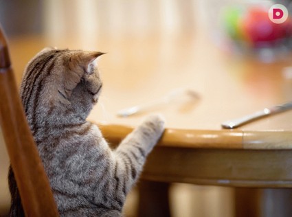 Здоровый обед для наших питомцев