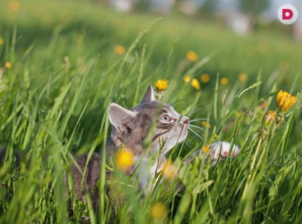 Кошка, которая не гуляет сама по себе…
