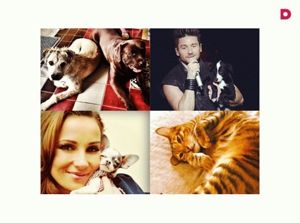 Кошечки и собачки в соцсетях российских звезд