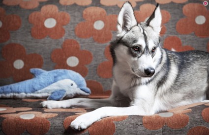 Дрессировка собаки: как отучить щенка ходить в туалет в неположенном месте