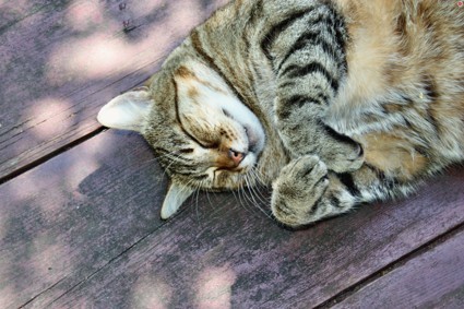 Что делать, если у питомца ожирение?