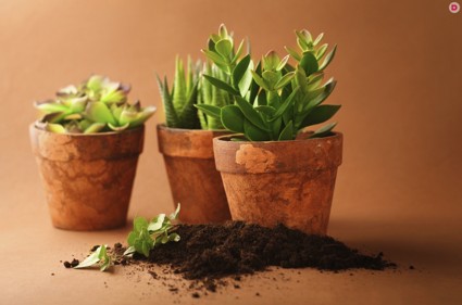 Правила подготовки почвы к посадке