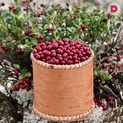 Чем полезна брусника?