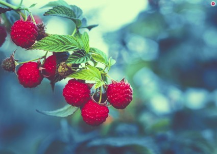 Лунный календарь растений на июль 