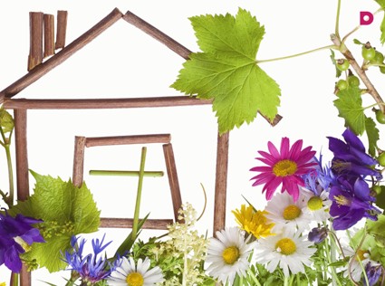 А из нашего окна…видна настурция, тюльпаны и маленький мандарин!