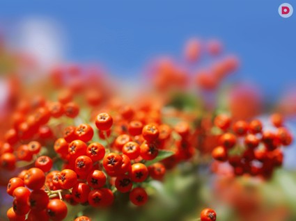 Чем полезна красная рябина? Целебные свойства и противопоказания