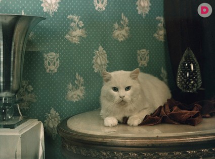 5 способов отучить кошку забираться на стол и подоконник