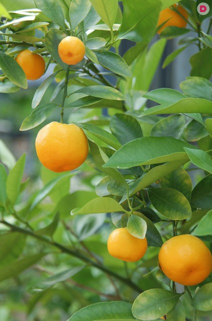 Уход за мандариновым деревом в домашних условиях