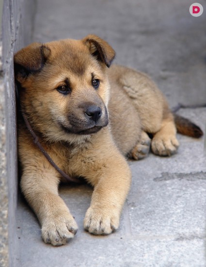 Почему необходимо чипировать домашнего питомца 