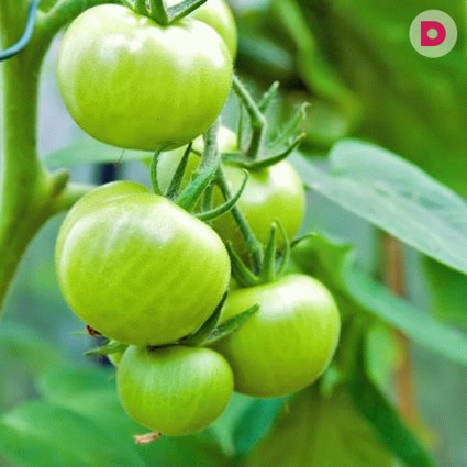 Как приготовить зеленые помидоры на зиму