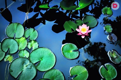 Как построить садовый пруд: рекомендации экспертов