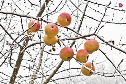 Как сделать сад внесезонным