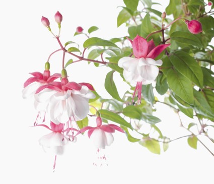 Секреты Октябрины Ганичкиной: как ухаживать за фуксией