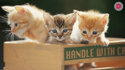 Такие разные породы кошек