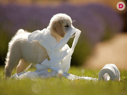 Приучаем щенка к туалету