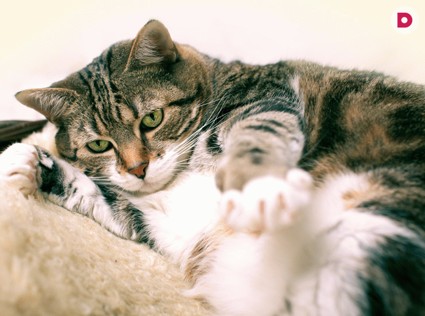 Животные толстеют от безделья