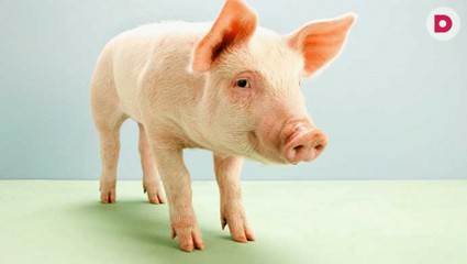 Вот это свинство!