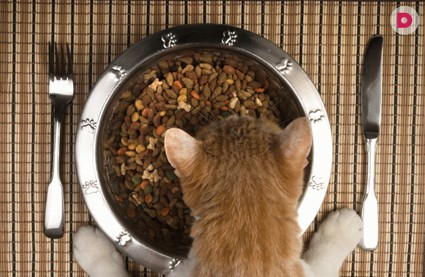 Как правильно кормить беременную собаку или кошку