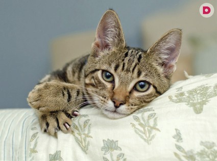 Кошачьи коготки: правила безопасности