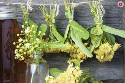 Польза и лекарственные свойства липы