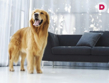 «Собака в доме» — новая программа на «Домашнем»!