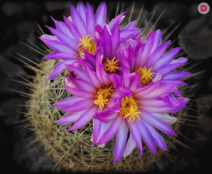 Уход за кактусом в домашних условиях: частота полива