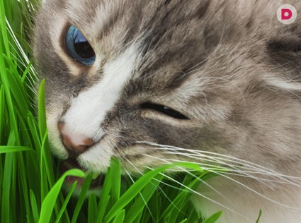 Коты против… цветов!