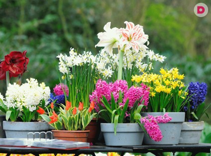 Контейнерный сад: множество вариантов садовых композиций