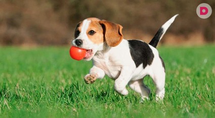 Выбор домашнего питомца - дело серьезное